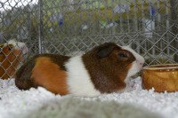 /album/ink-cavia/potomek-jpg/